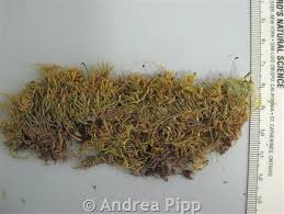 Attēlu rezultāti vaicājumam “Eurhynchiastrum pulchellum”