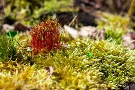 Attēlu rezultāti vaicājumam “Ceratodon purpureus sporophyte”