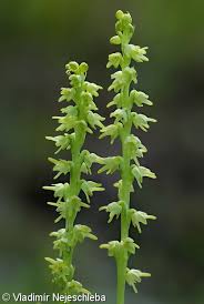 Attēlu rezultāti vaicājumam “Herminium monorchis fruit”