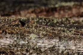 Attēlu rezultāti vaicājumam “Chaenotheca phaeocephala”