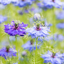 Image result for Nigella damascena
