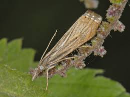 Attēlu rezultāti vaicājumam “Chrysoteuchia culmella”