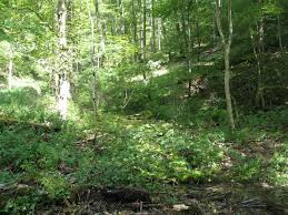 Attēlu rezultāti vaicājumam “Abraxas sylvata larva”