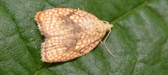 Attēlu rezultāti vaicājumam “Acleris forsskaleana”