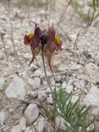 Attēlu rezultāti vaicājumam “Linaria loeselii”