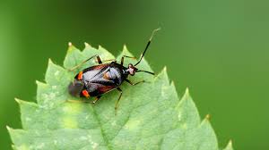 Attēlu rezultāti vaicājumam “Deraeocoris ruber imago”