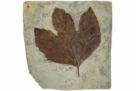 Attēlu rezultāti vaicājumam “Libanotis montana leaf”