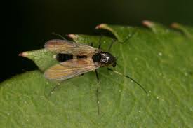 Attēlu rezultāti vaicājumam “Cricotopus”