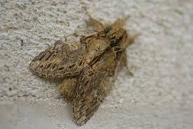 Attēlu rezultāti vaicājumam “Peridea anceps”