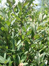 Attēlu rezultāti vaicājumam “Myrica gale leaf”