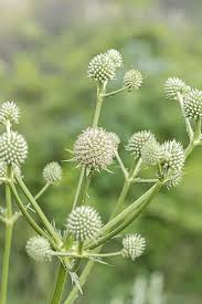 Attēlu rezultāti vaicājumam “Carlina biebersteinii leaf”