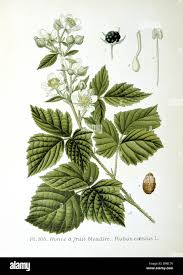 Attēlu rezultāti vaicājumam “Rubus caesius fruit”
