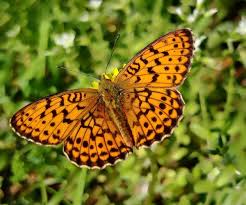 Attēlu rezultāti vaicājumam “Brenthis daphne upperside”