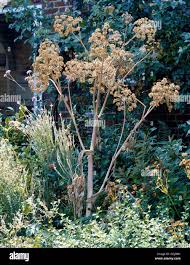 Attēlu rezultāti vaicājumam “Angelica archangelica leaf”