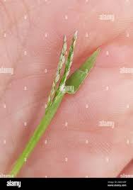 Attēlu rezultāti vaicājumam “Digitaria ischaemum”