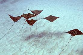 Image result for Aetobatus ocellatus