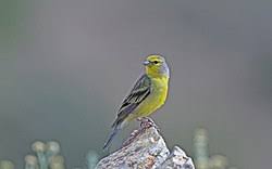 Attēlu rezultāti vaicājumam “Carduelis carduelis”