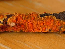 Attēlu rezultāti vaicājumam “Peniophora laurentii”