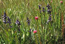 Attēlu rezultāti vaicājumam “Swertia perennis flower”