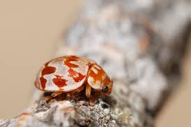 Attēlu rezultāti vaicājumam “Myrrha octodecimguttata”