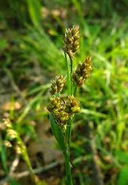 Attēlu rezultāti vaicājumam “Luzula multiflora”