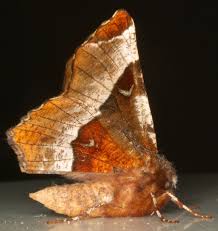 Attēlu rezultāti vaicājumam “Selenia tetralunaria”