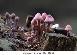 Attēlu rezultāti vaicājumam “Mycena haematopus”