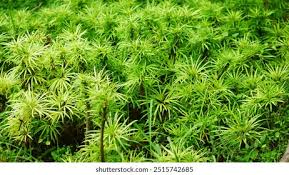 Attēlu rezultāti vaicājumam “Polytrichastrum formosum”