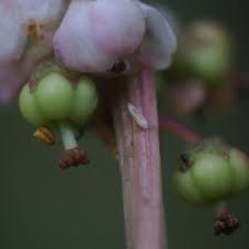Attēlu rezultāti vaicājumam “Pyrola minor fruit”