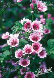 Image result for Malva sylvestris 'Zebrina'