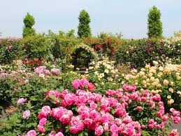 Image result for Rosengewächse