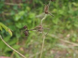 Attēlu rezultāti vaicājumam “Geranium dissectum fruit”
