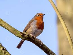 Image result for Erithacus rubecula