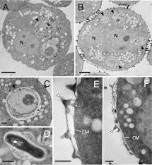 Attēlu rezultāti vaicājumam “Trichia alpina young”
