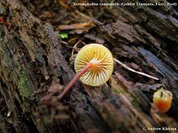 Attēlu rezultāti vaicājumam “Xeromphalina campanella”