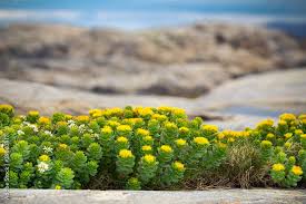 Attēlu rezultāti vaicājumam “Rhodiola rosea flower”