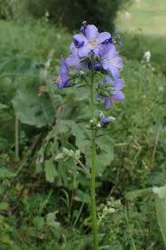 Attēlu rezultāti vaicājumam “Polemonium caeruleum leaf”