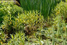 Attēlu rezultāti vaicājumam “Lysimachia thyrsiflora”