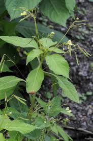 Attēlu rezultāti vaicājumam “Impatiens parviflora”