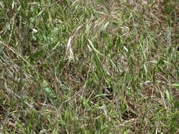 Attēlu rezultāti vaicājumam “Bromus secalinus”