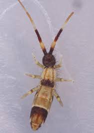 Attēlu rezultāti vaicājumam “Orchesella flavescens”