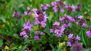 Attēlu rezultāti vaicājumam “Thymus serpyllum flower”