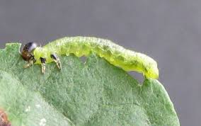 Attēlu rezultāti vaicājumam “Pristiphora maesta larva”
