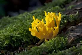 Attēlu rezultāti vaicājumam “Calocera cornea”