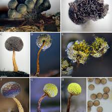 Attēlu rezultāti vaicājumam “Physarum leucophaeum stalked”