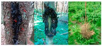 Attēlu rezultāti vaicājumam “Nectria sp., Neonectria sp.”