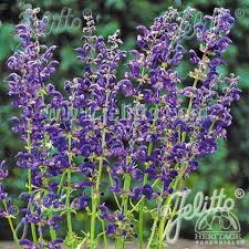 Image result for Salvia pratensis `Rose Rhapsody