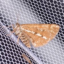 Attēlu rezultāti vaicājumam “Bupalus piniaria”