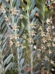 Attēlu rezultāti vaicājumam “Cephalanthera rubra leaf”