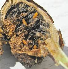 Attēlu rezultāti vaicājumam “Lasioptera rubi”